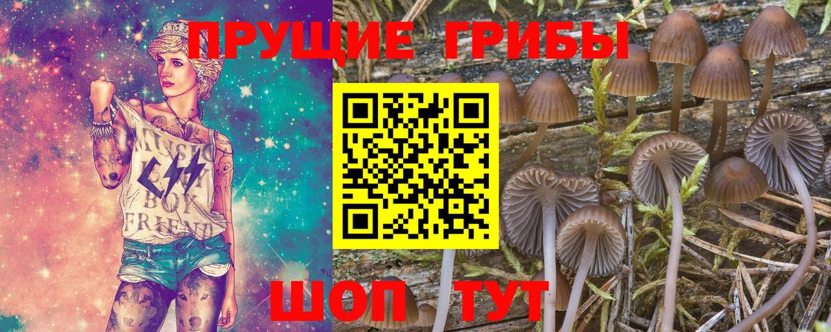 Свободный  Псилоцибиновые грибы Psilocybine cubensis  Вход с VPN 